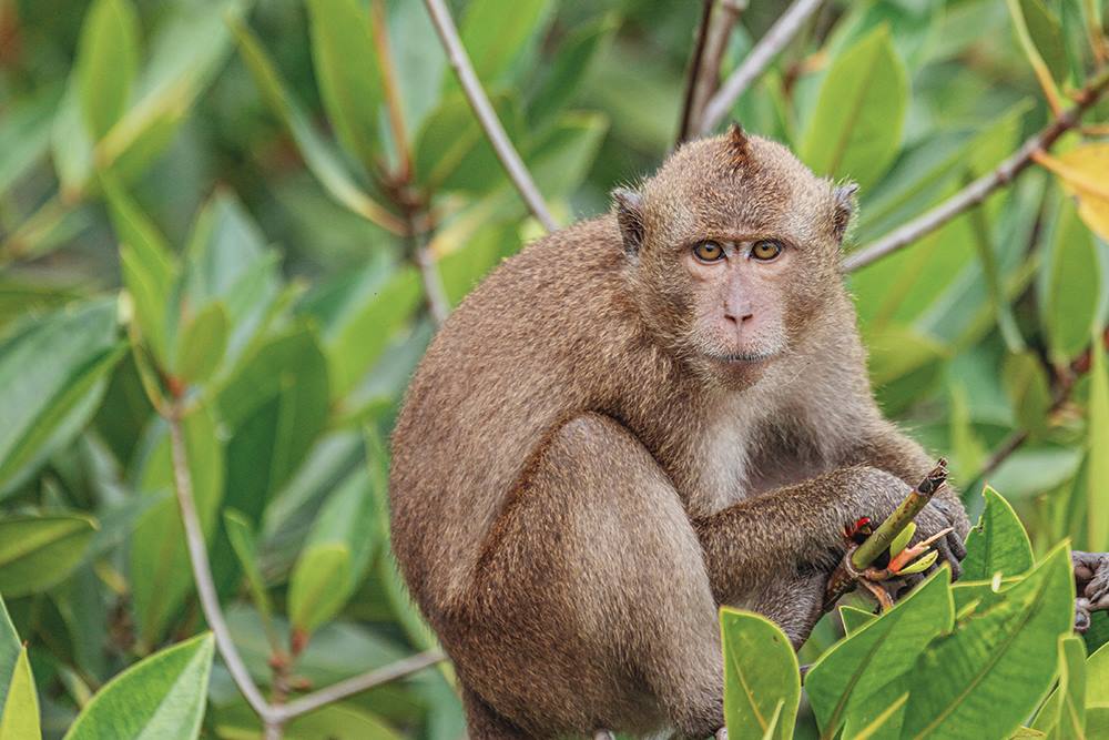 Monkey Bay